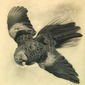 Australian Bird
