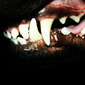 El Zoid