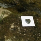 corazon