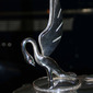 Winged Narcissus