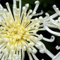 From the Series "The Earth Laughs in Flowers" 