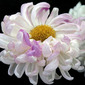 Linda Joyce Ott