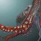 Giant Pacific Octopus