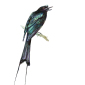 Drongo