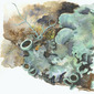 Lichen, magnified