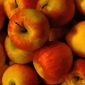 Winter Apples