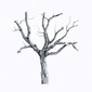 Tree - The Darker Wood
