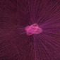 atoms'  fusion