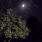 Full moon 