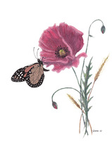Constance Widen