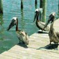 Pelican Pals