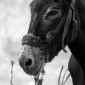 Molise.Town, Donkey