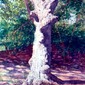 European Birch Tree, C.P.