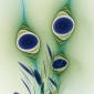 Inspired by a Peacock