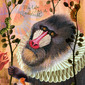 My life as a mandrill