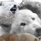 Wolves 