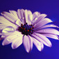 Out Of Blue 