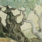 Olive Trees at Sauveterre II