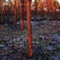 Regrowth, Australia