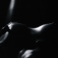 Shadows 0029
