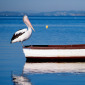 The Pelican