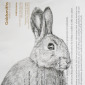 Rabbit in the headlights (2)
