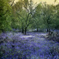 Bluebell Wood III Pete Kelly