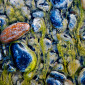River Rock and Algae