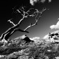 Ancient Tree Sky Reach