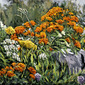 Sunshine and Marigolds