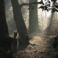 Where the Fairies Are