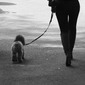 walking the dog