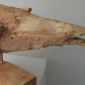 Sqawking Gull, (Folkestone Bird)