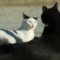 Cats at Play