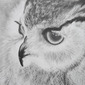 Eagle Owl