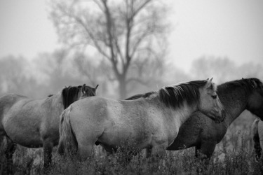 Collection Horse; created by Mark Tripp