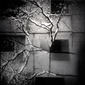 silence-polar
