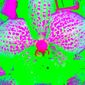 Psychodelic Orchid