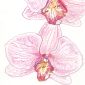 pink orchids