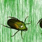 Vikalp Evolving