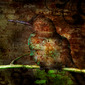 The bird
