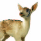 Fixed Fawn