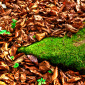 Mossy Stone
