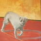 Three legged dog