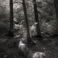 Gabriel's Hounds