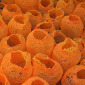 Proliferación 01