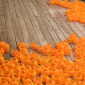 Proliferación 01