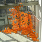 Proliferación 01