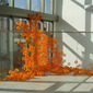  Proliferación 01
