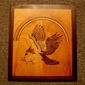 hawk